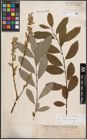 Foto von Salix caprea L. x Salix eleagnos Scop.